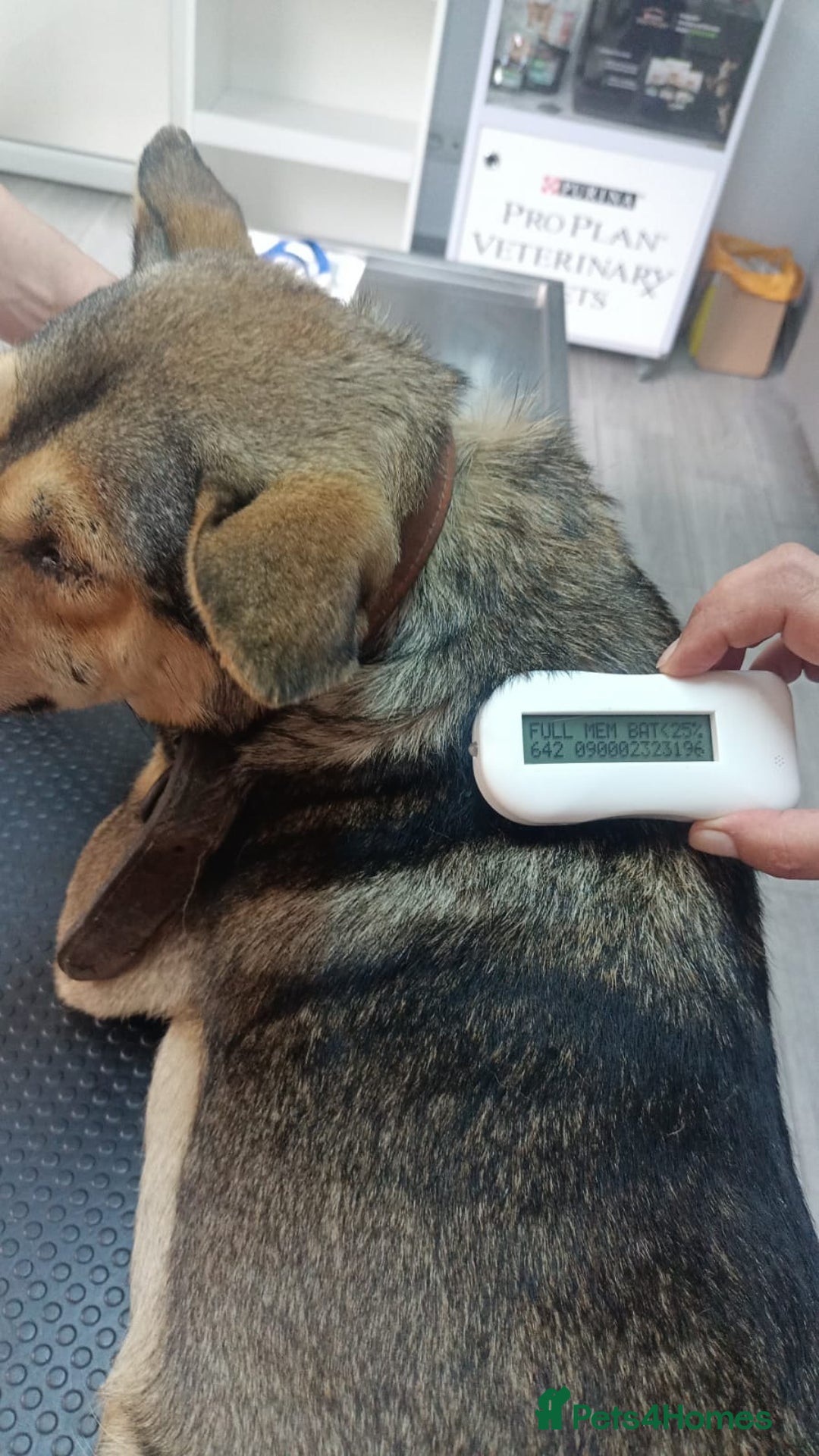 Mixed Breed dogs for adoption: 🐺 WOLFIE – A Brave Soul Ready for a New Life 🖤 - Advert 25