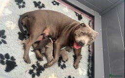 Staffordshire Bull Terrier dogs for sale: 🏆BLUE CHAMPION STAFFORDSHIRE BULL TERRIER PUPS  - Image 16