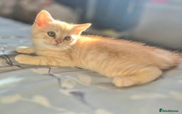 British Shorthair cats for sale: Beautiful British shorthair kittens - Image 1