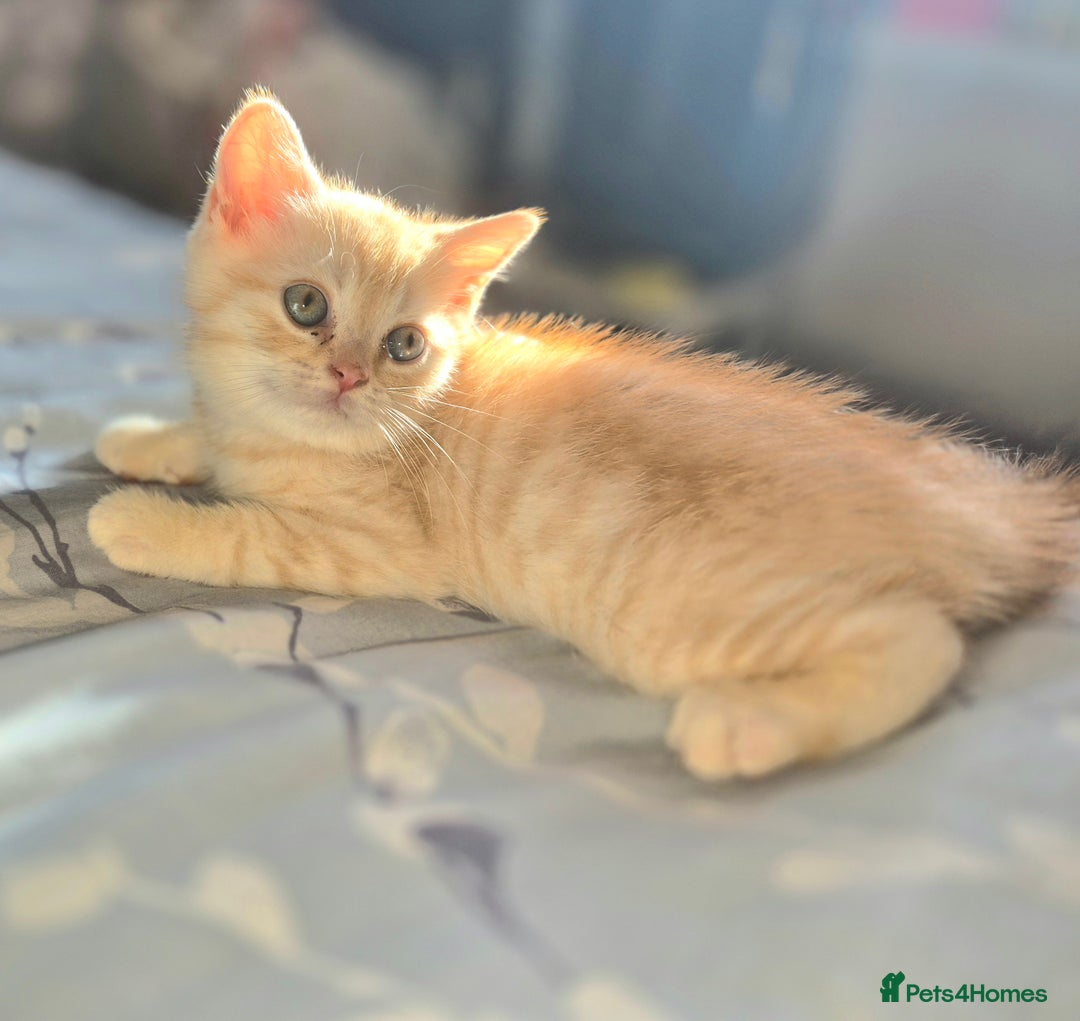 British Shorthair cats for sale: Beautiful British shorthair kittens - Image 1