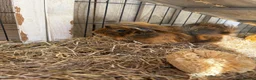 Guinea Pig rodents for sale: Two guinea pigs for sale  - Advert 2
