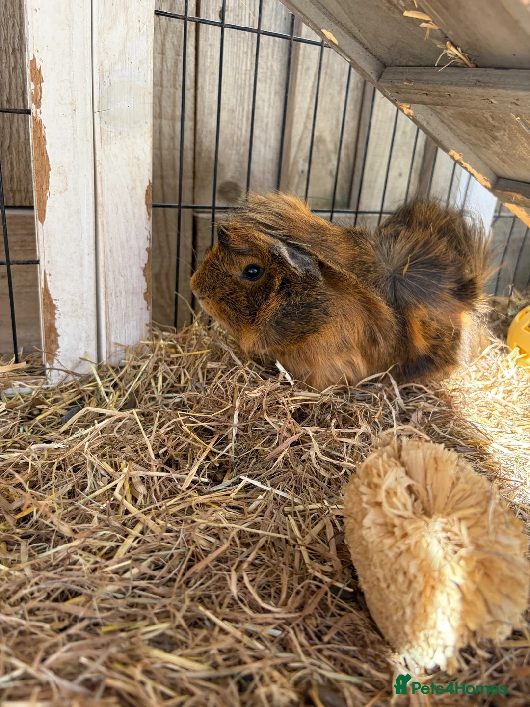 Guinea Pig rodents for sale: Two guinea pigs for sale  - Advert 2