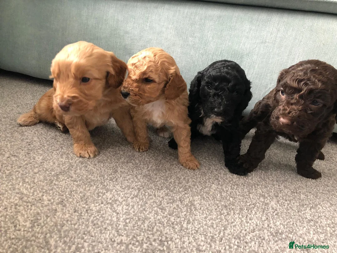 Poodle dogs for stud: Red K.C Reg Miniature Poodle 4 Stud HEALTH TESTED in Chesterfield - Advert 26