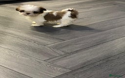 Shih Tzu dogs for sale: Orange and white imperial shih tzu - Advert 2