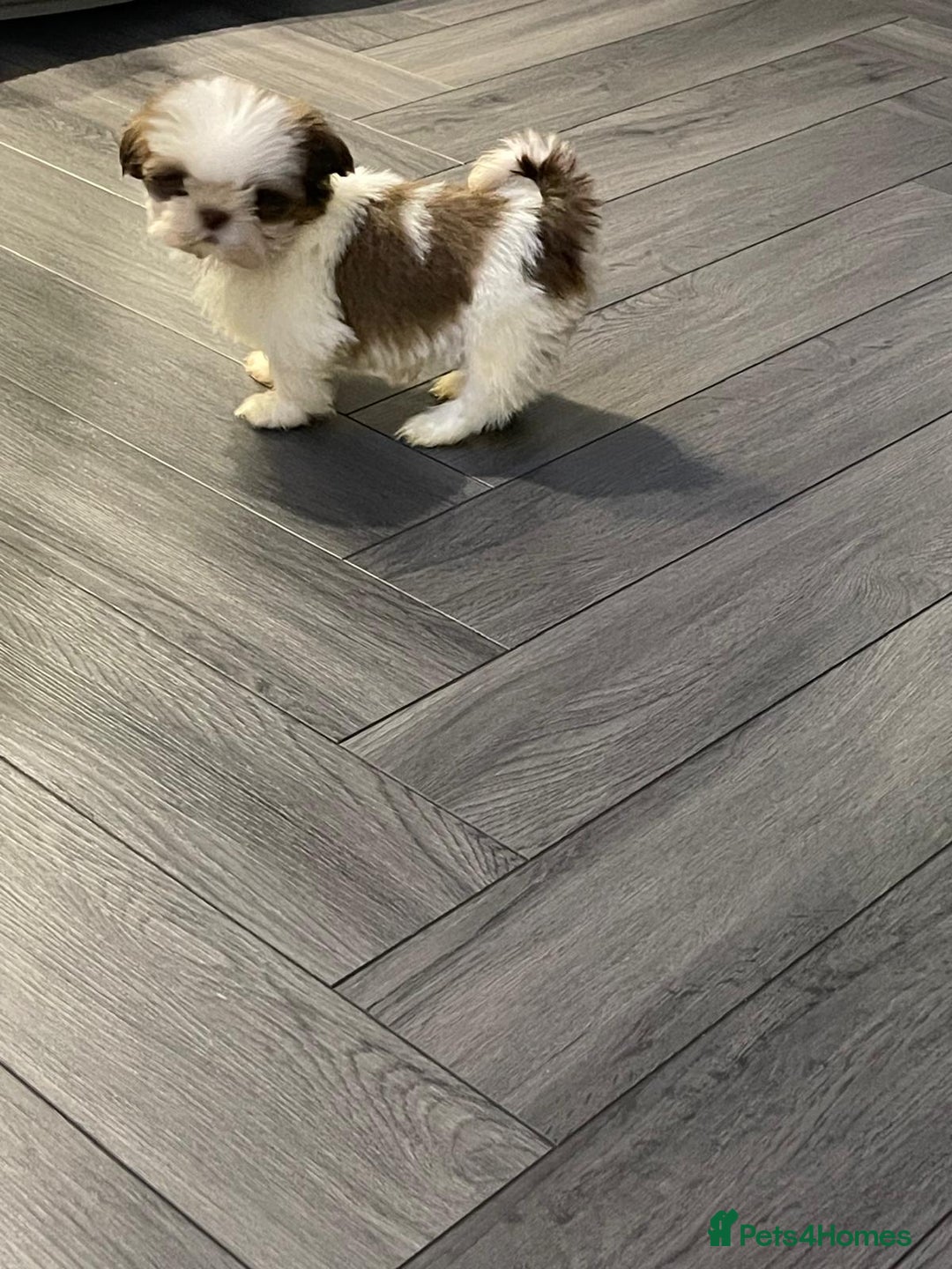 Shih Tzu dogs for sale: Orange and white imperial shih tzu - Advert 2