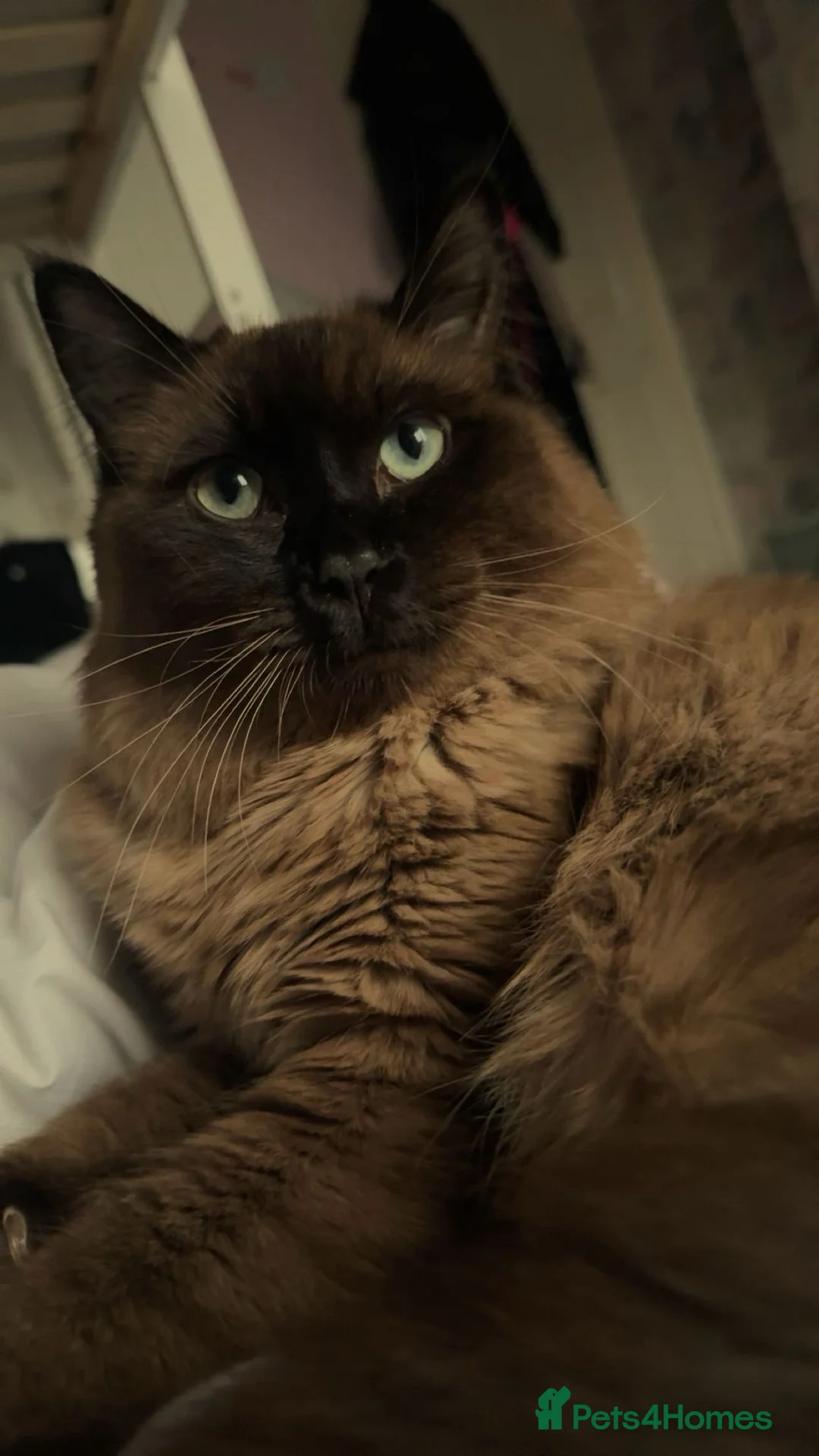 Ragdoll cats for sale: Beautiful male ragdoll for sale  - Advert 1