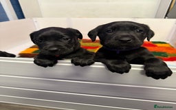 Labrador Retriever dogs for sale: Black pedigree Labradors only 3 girls available  - Image 1