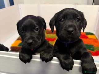 Labrador Retriever dogs - Advert 12