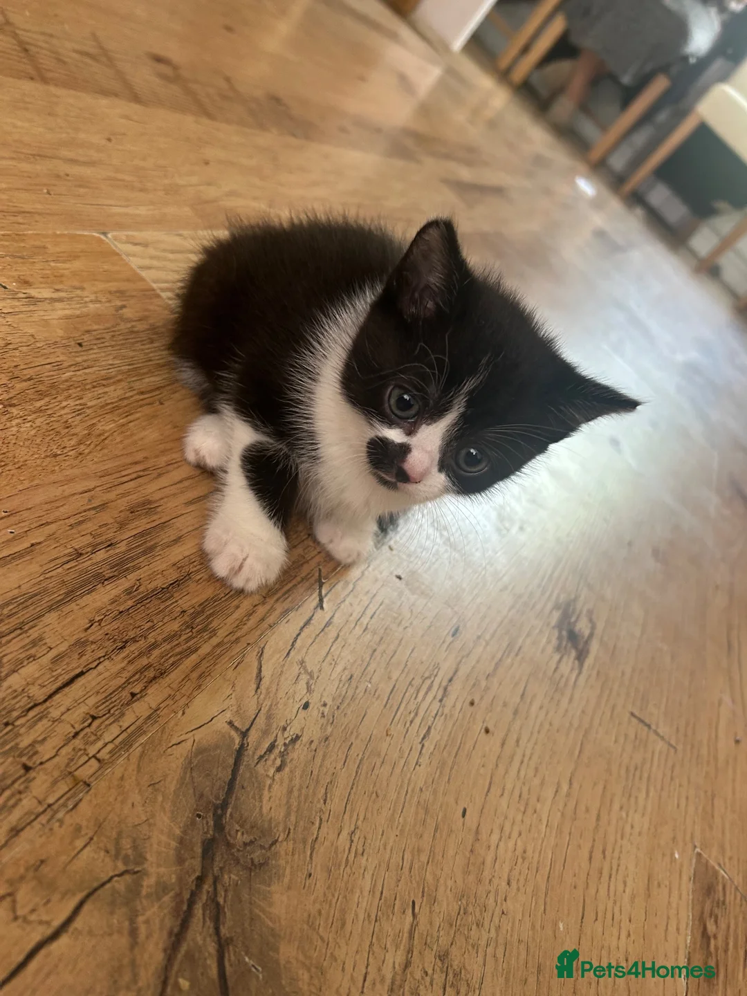 British Shorthair cats for sale: British shorthair kittens  - Advert 2