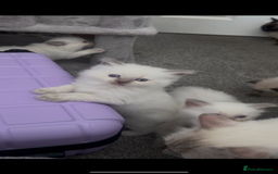 Ragdoll cats for sale: Beautiful Ragdoll kittens  - Image 9