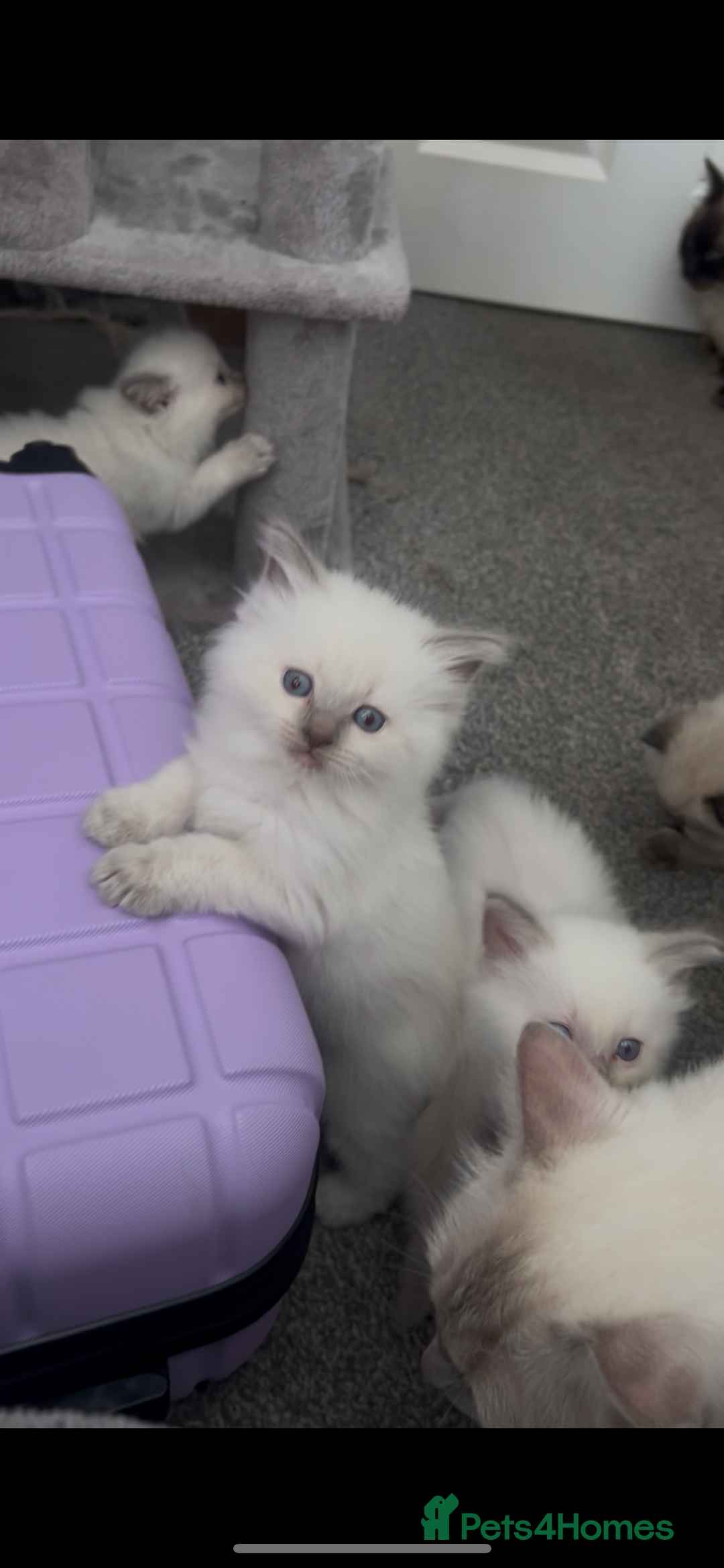 Ragdoll cats for sale: Beautiful Ragdoll kittens  - Image 9
