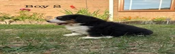 Bernese Mountain Dog dogs for sale: BEAUTIFUL BERNESE MOUNTAIN DOG PUPPIES-4 BOYS !!! - Advert 21