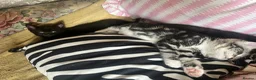 Mixed Breed cats for sale: 🐾BlackBrown Tabby Kittens needing Forever Homes🐾 in London - Advert 28