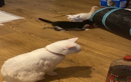 Bombay cats for sale: Kittens  - Image 10