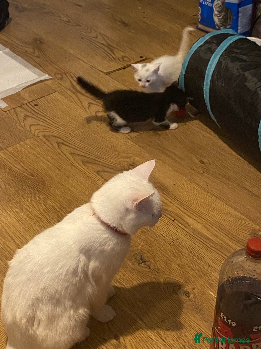 Bombay cats for sale: Kittens  - Image 10