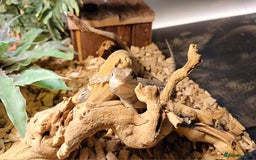 Dragon reptiles for sale: Great little Rankins Dragon - Image 2