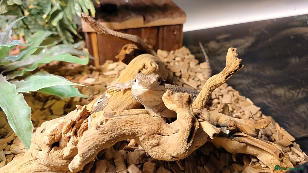 Dragon reptiles for sale: Great little Rankins Dragon - Image 2