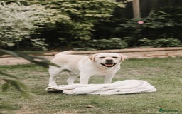 Labrador Retriever dogs for stud: Charlie  - Image 7
