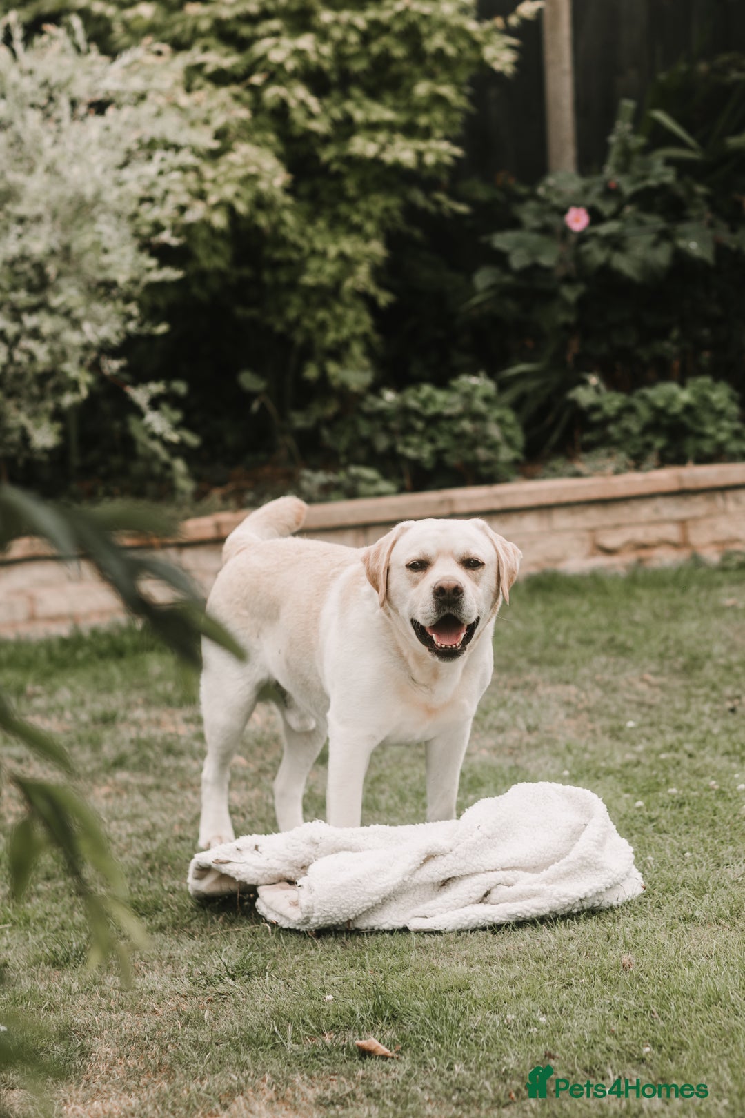 Labrador Retriever dogs for stud: Charlie  - Image 7