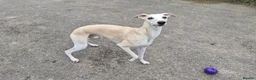 Whippet dogs for sale: Parti Whippet Puppies  in Shepton Mallet - Advert 7