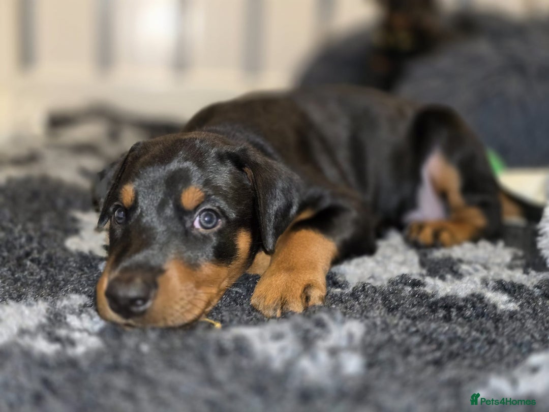 Dobermann dogs for sale: HEALTH TESTED, HOME REARED, STUNNING DOBERMAN PUPS - Advert 6
