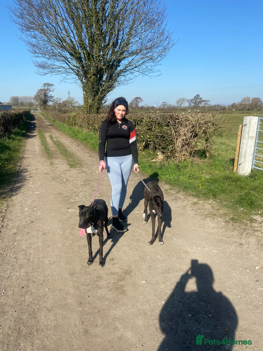 Greyhound dogs for sale: 3 year old greyhound bitch  in Preston - Advert 2