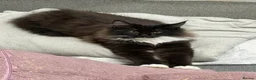 Maine Coon cats for sale: 2 kittens left XL Maine Coon TICA registered  - Advert 15