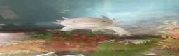 Other/Mixed Breed fish for sale: Axolotl looking for a new home  in Liverpool - Advert 3