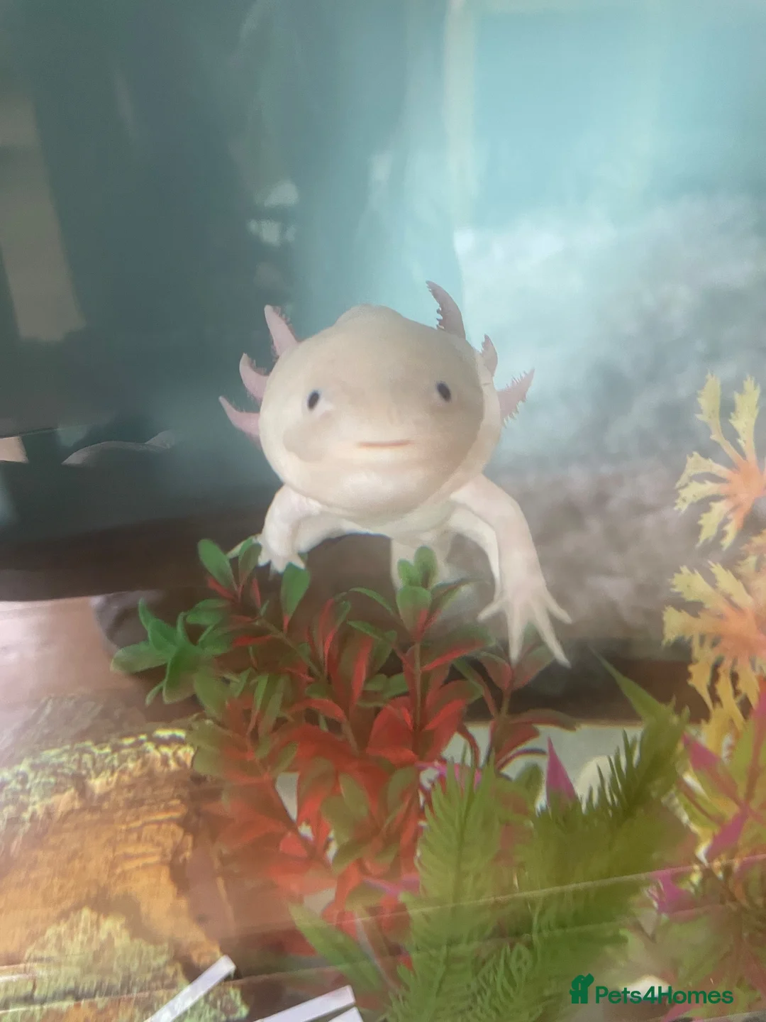 Other/Mixed Breed fish for sale: Axolotl looking for a new home  in Liverpool - Advert 3