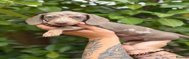 Miniature Dachshund 1