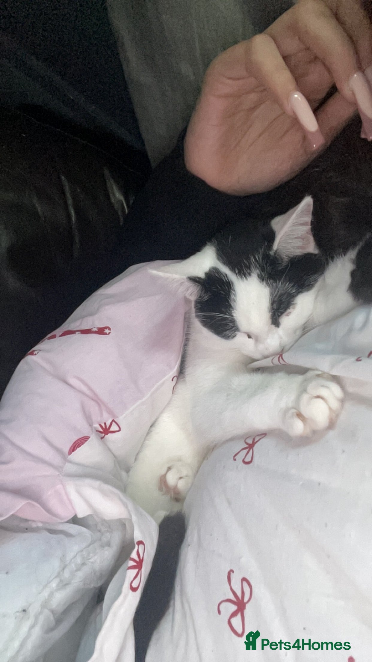Mixed Breed cats for sale: Cats  - Advert 2