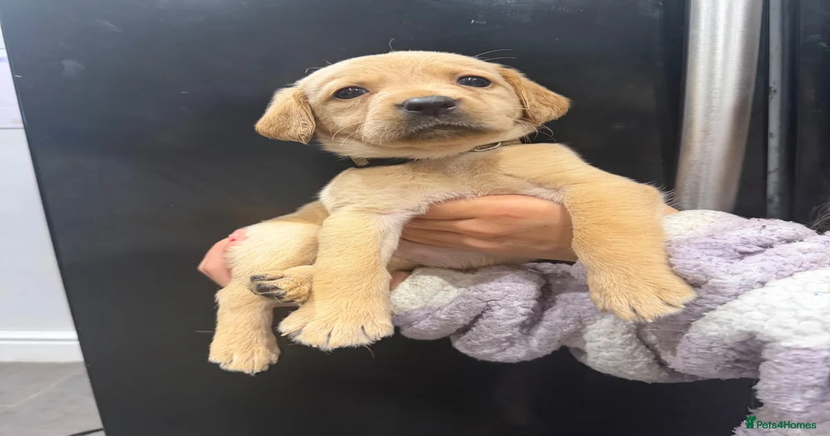 Pets & Animals for sale | Pets4Homes
