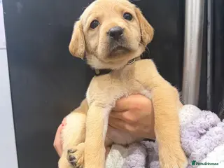 Labrador Retriever dogs KC registered Labradors for sale - Advert 3