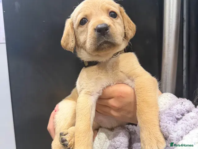Labrador Retriever dogs KC registered Labradors for sale - Advert 14