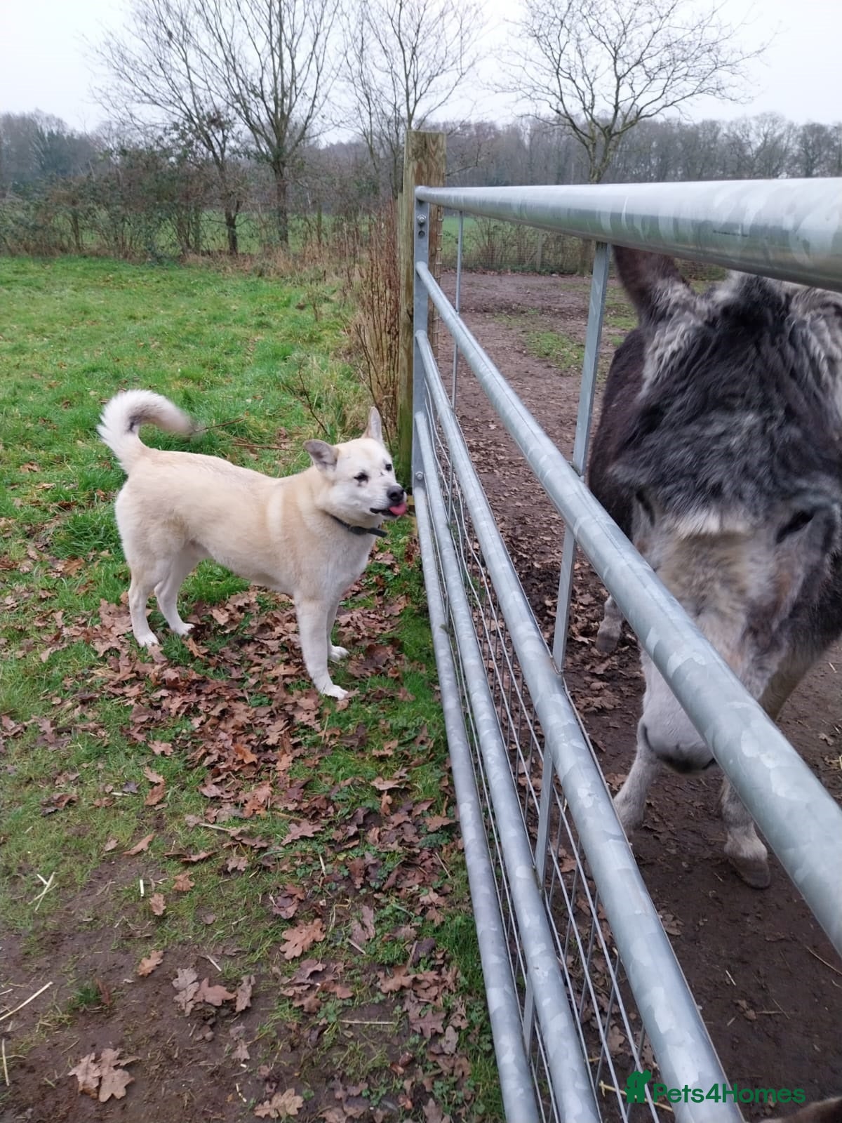 Mixed Breed dogs Handsome Fivos Huskey X Shepherd - Advert 1