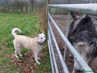 Mixed Breed dogs Handsome Fivos Huskey X Shepherd - Advert 1