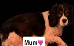 Cavapoo dogs for sale: Stunning DNA Clear pups - Image 5