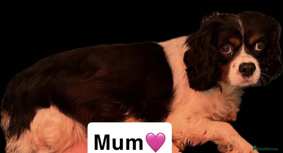 Cavapoo dogs for sale: Stunning DNA Clear pups - Image 5