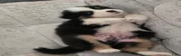 Australian Shepherd dogs for sale: Australian Shepherd  - Advert 14
