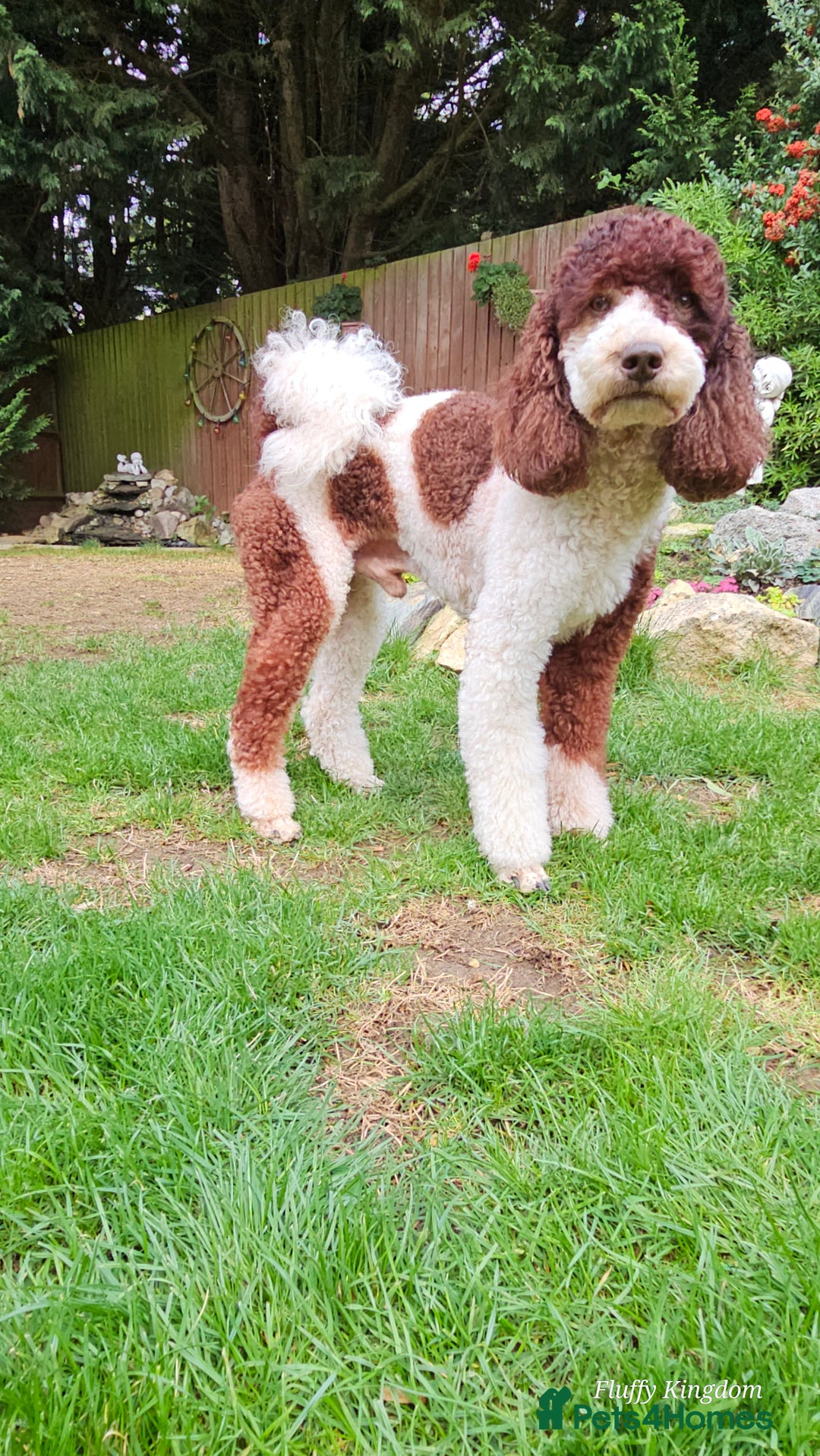 Poodle dogs for stud: FULLY HEALTH TESTED MOYEN POODLE STUD! in Kettering - Image 11