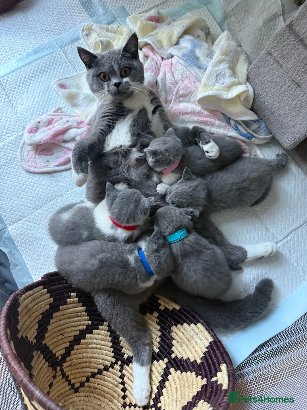 British Shorthair cats for sale: GCCF Bi-colour Blue and white BSH - Image 1