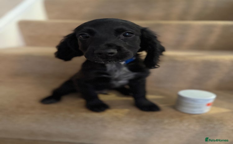 Cocker Spaniel dogs in Hornchurch - Advert 16