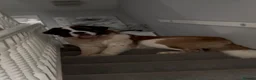 Saint Bernard dogs for sale: Bruno 18month Saint Bernard  in Chesterfield - Advert 13