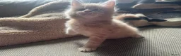 Maine Coon cats for sale: Mainecoon Kittens, ready 08/28! - Advert 34