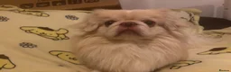 Pekingese dogs for sale: Stunning pekingese puppies  in Lutterworth - Advert 8