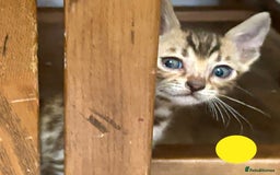 Bengal cats for sale: Update 3 Pedigree Bengals kittens for reservation  - Image 5
