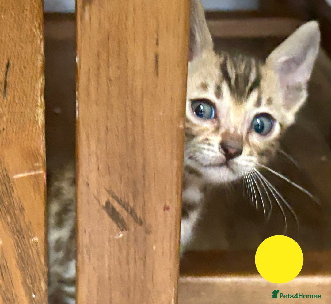 Bengal cats for sale: Update 3 Pedigree Bengals kittens for reservation  - Image 5