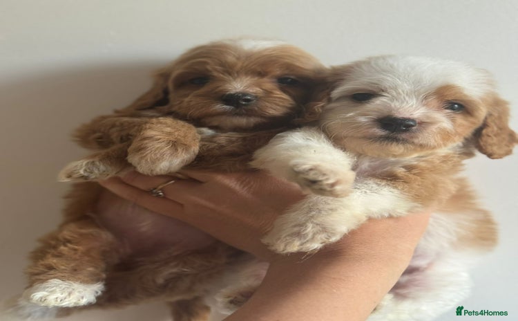Cavapoo dogs - Advert 3