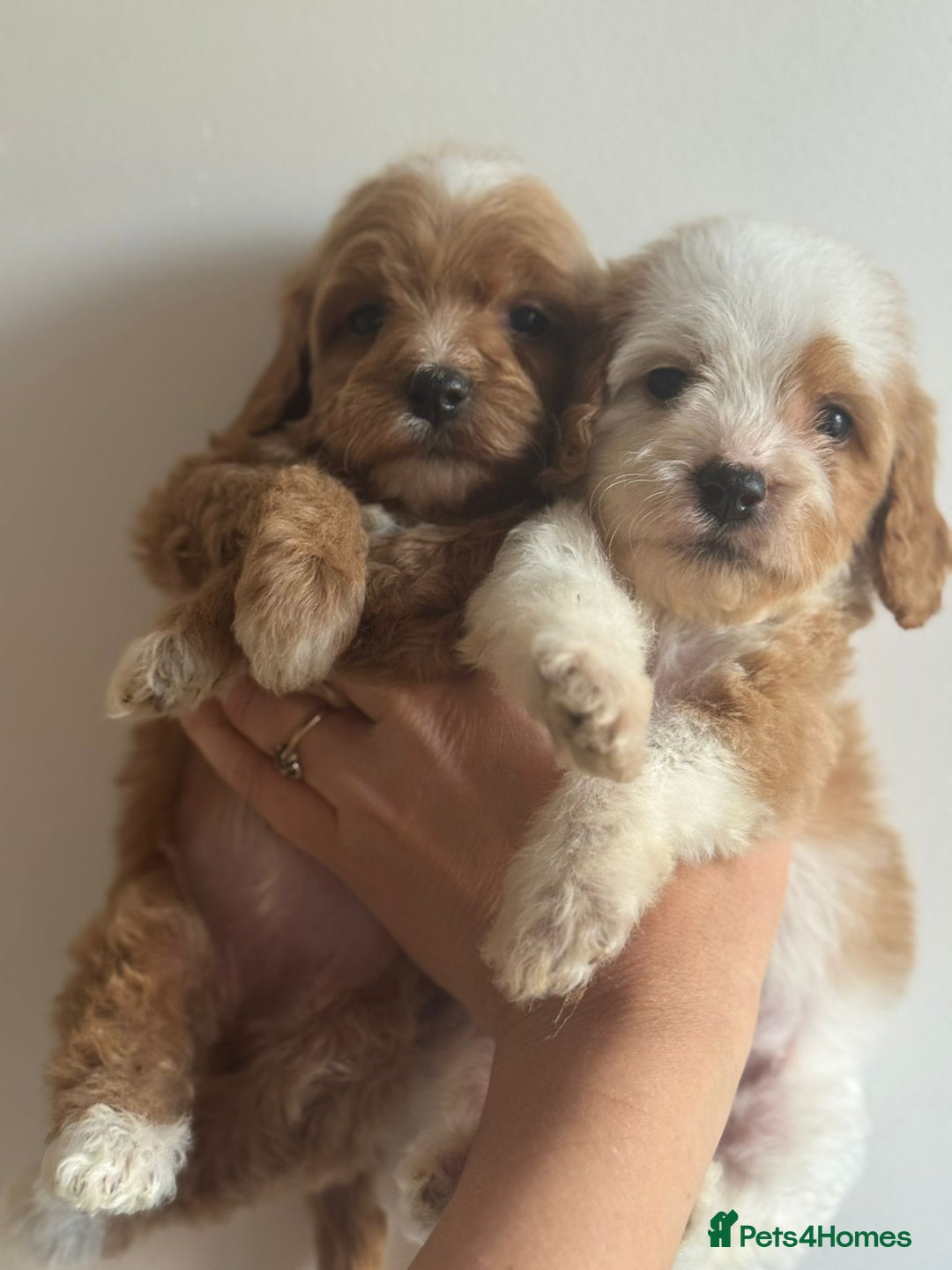 Cavapoo dogs for sale: Beautiful cavapoo puppies ❤️💙 - Image 1