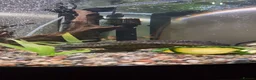Plecos fish for sale: 9in Common Pleco in Liverpool - Advert 3
